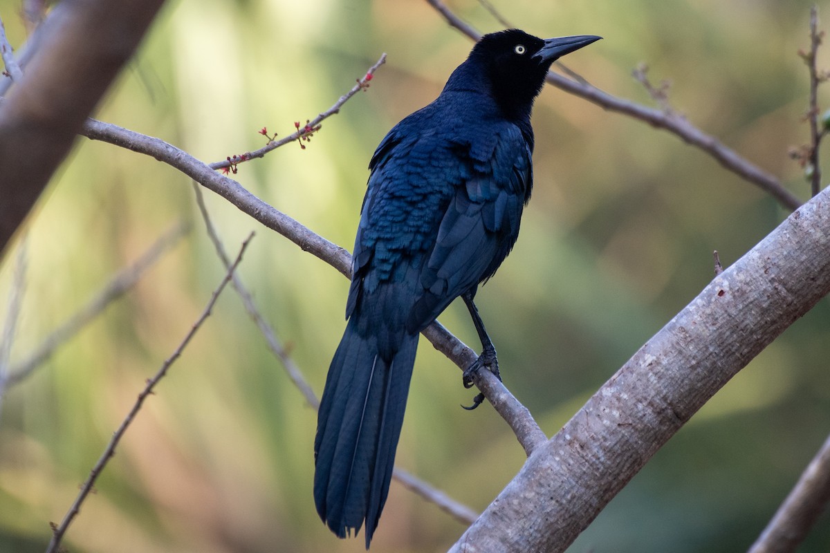 Great-tailed Grackle (Great-tailed) - ML618738995