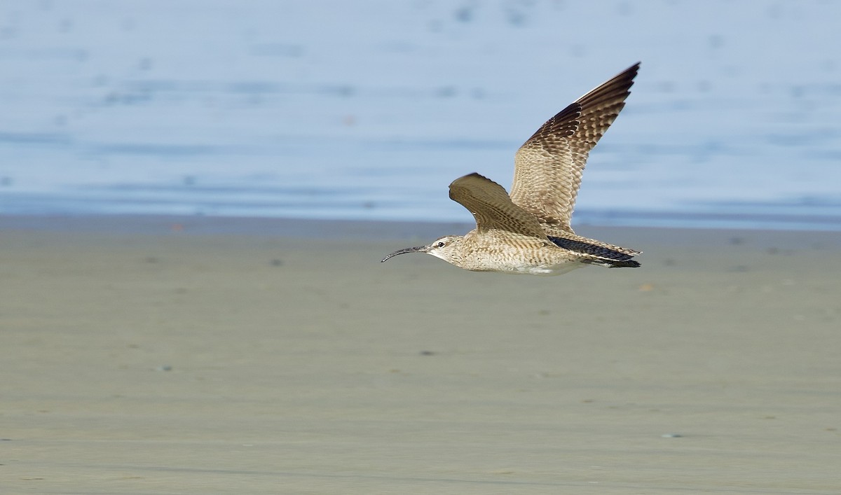 Whimbrel - ML618739016