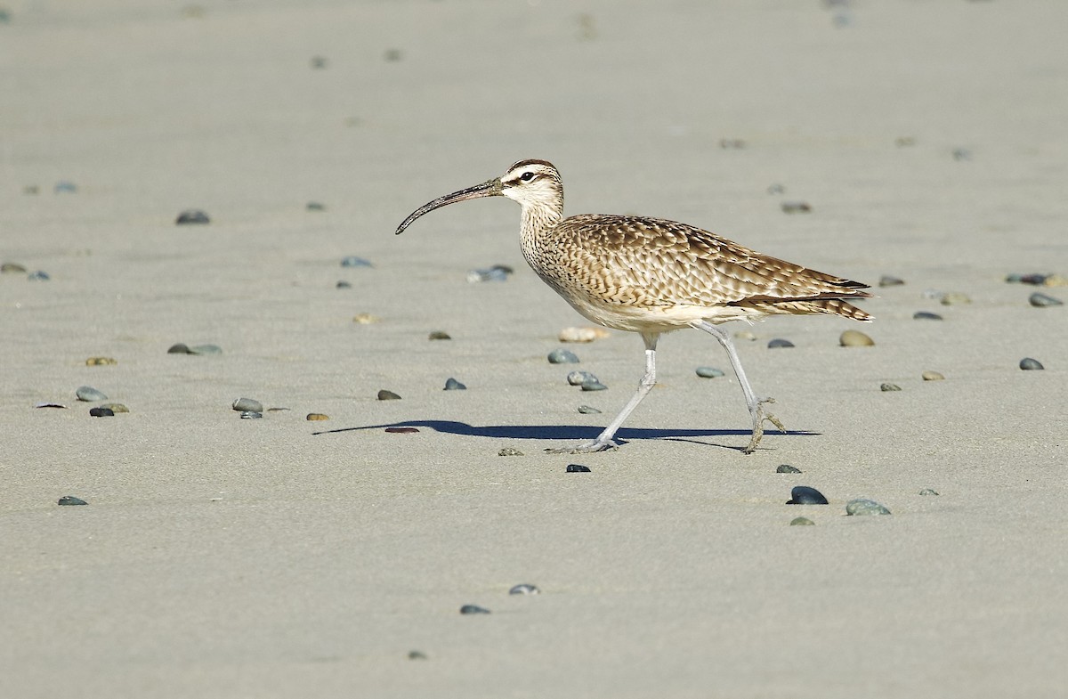 Whimbrel - ML618739017