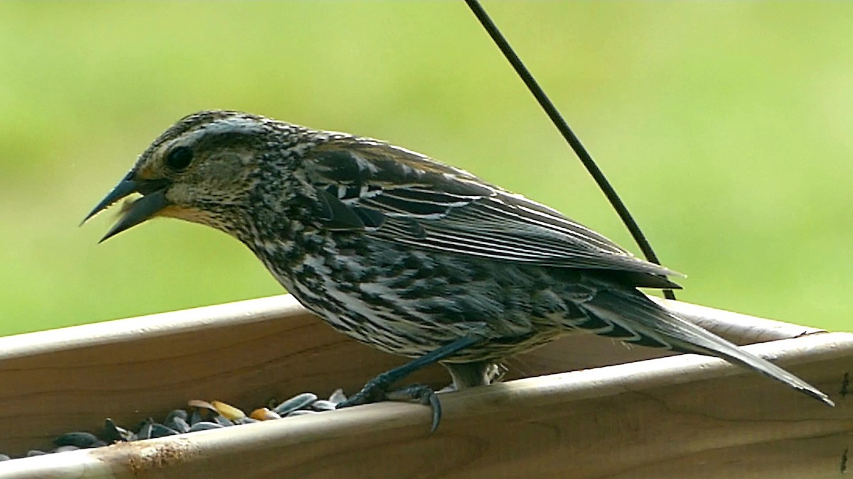 Red-winged Blackbird - Robert Langston