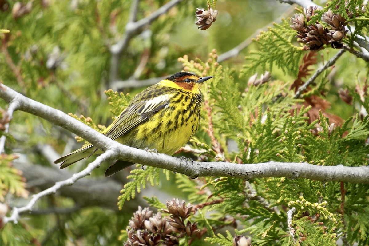 Cape May Warbler - ML618739048