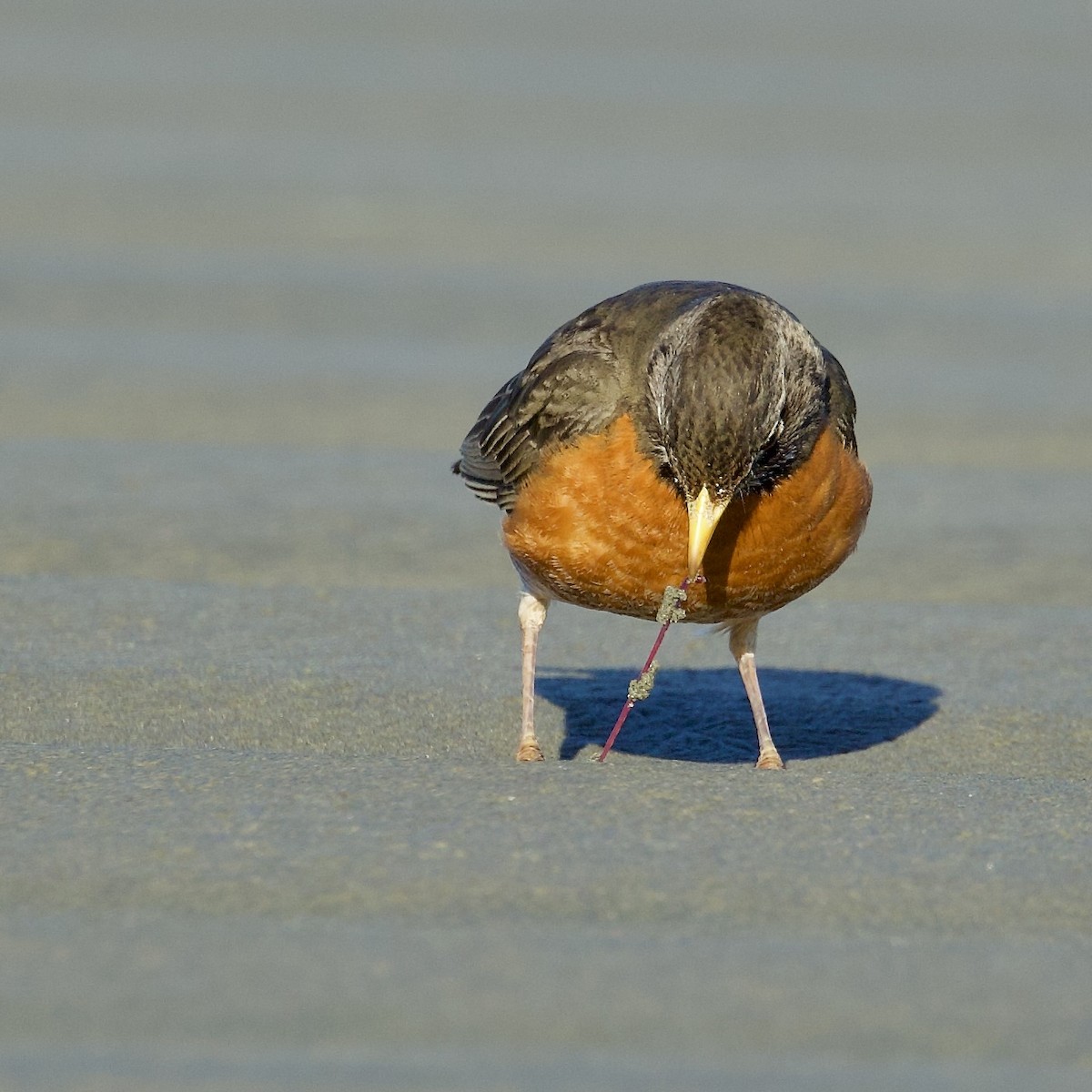 American Robin - ML618739063