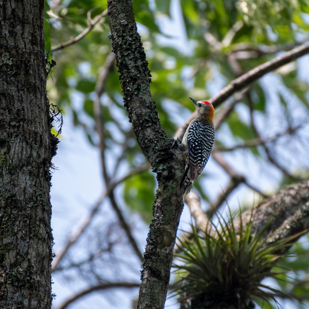 Hoffmann's Woodpecker - Roberto Meneses