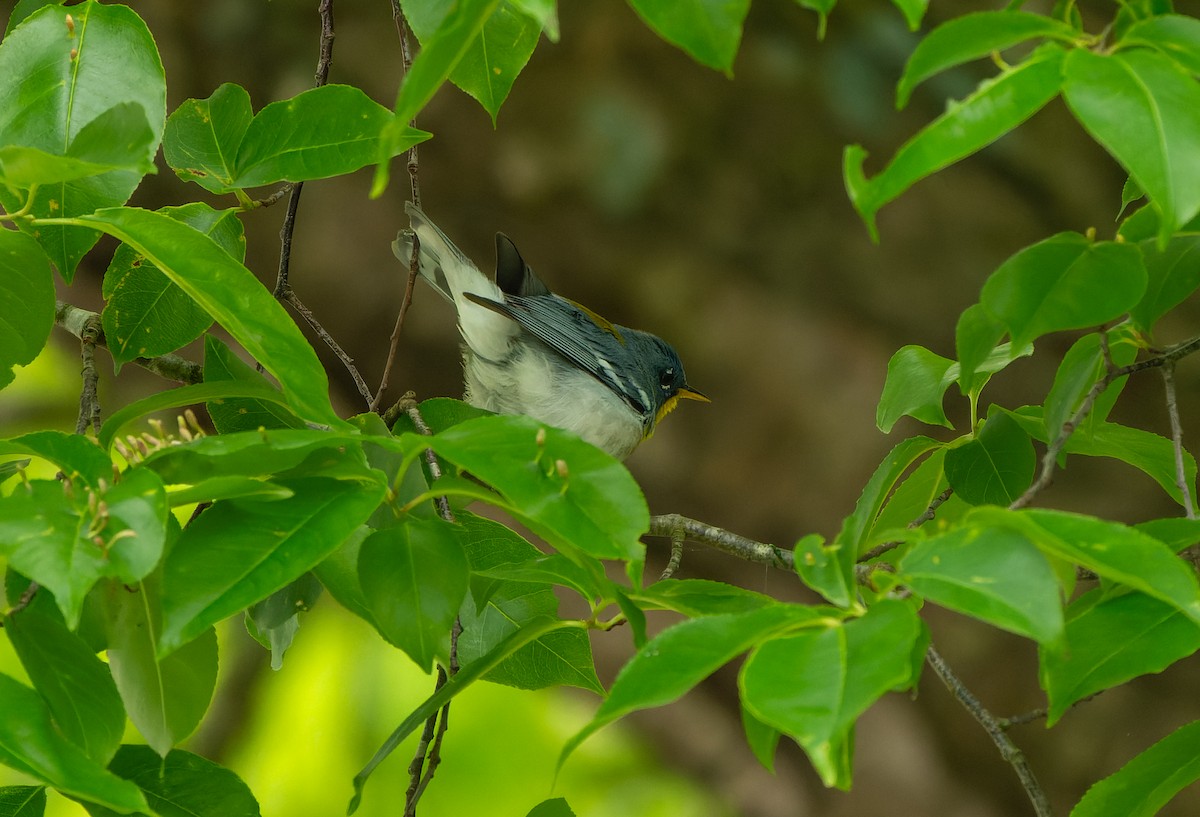 Northern Parula - ML618739068