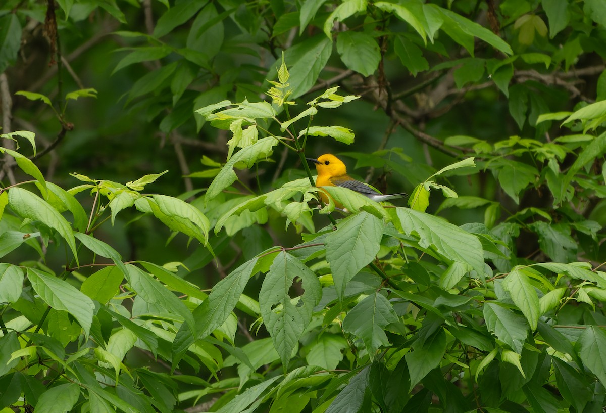 Prothonotary Warbler - David Kidwell