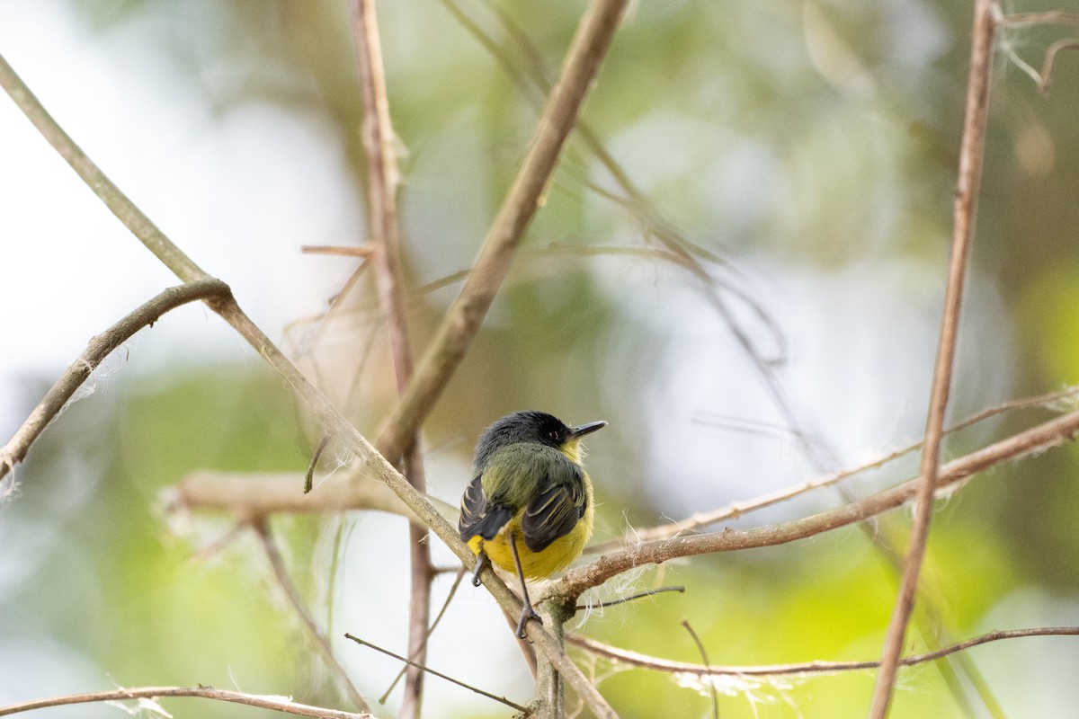 Common Tody-Flycatcher - ML618739086