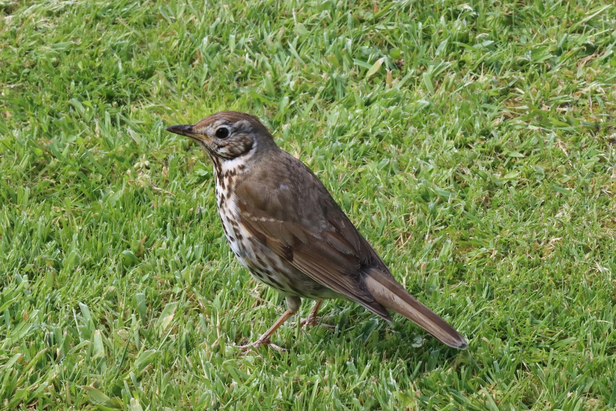 Song Thrush - ML618739099