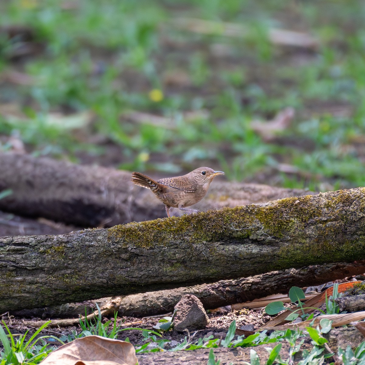 House Wren - ML618739122