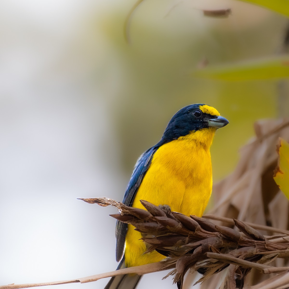 Yellow-throated Euphonia - Roberto Meneses