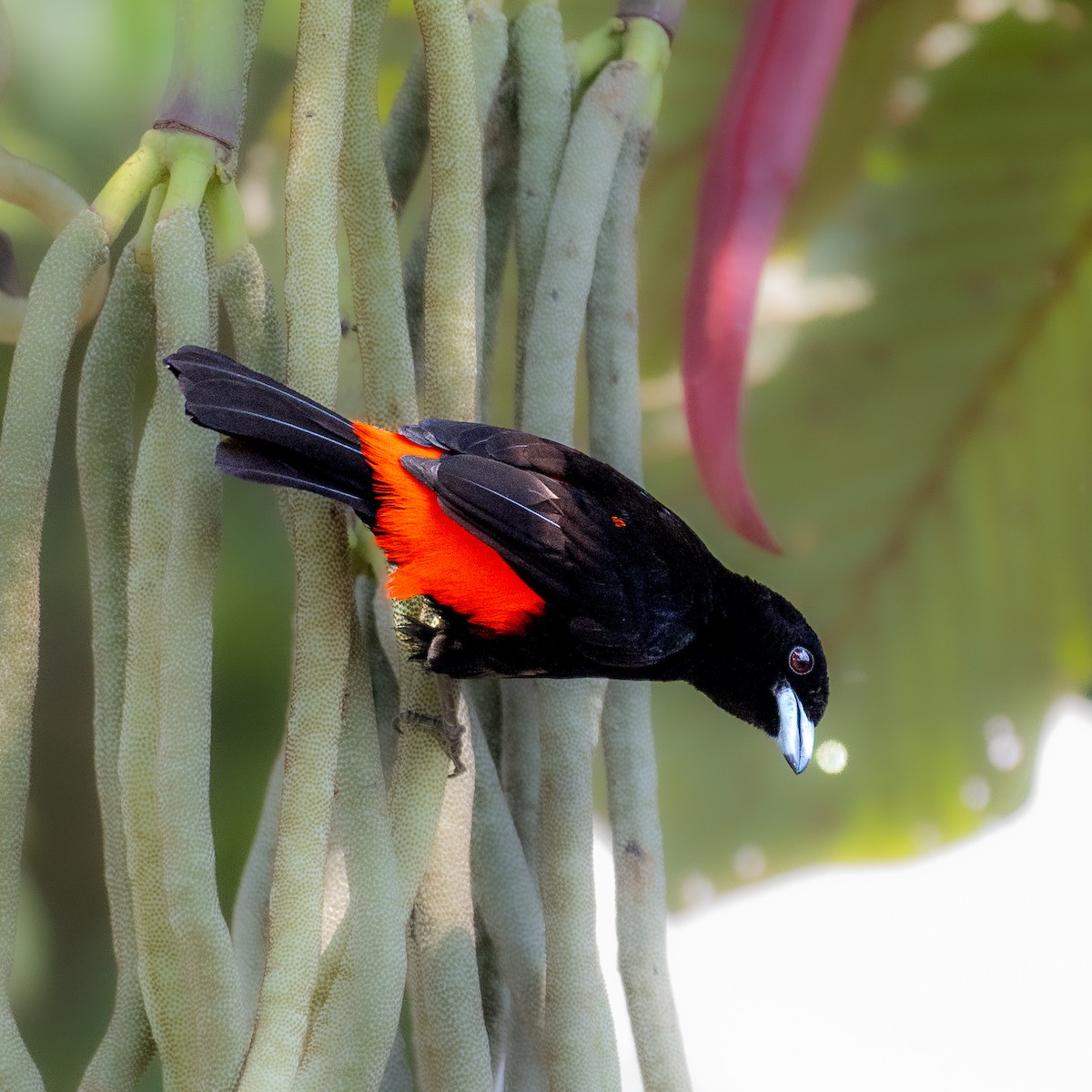 Scarlet-rumped Tanager - Roberto Meneses