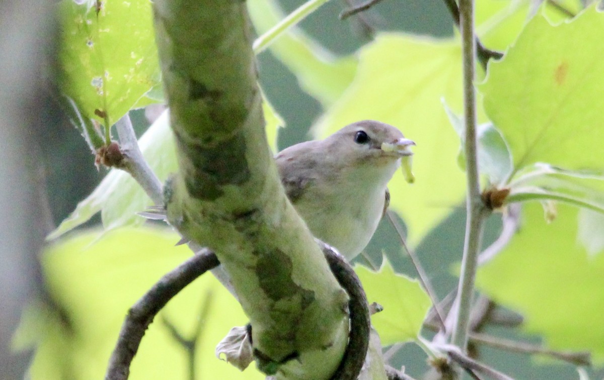 Warbling Vireo - ML618739145