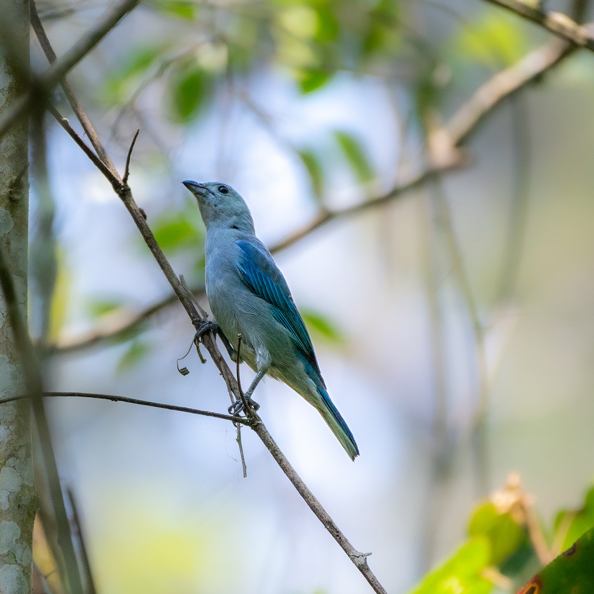 Blue-gray Tanager - Roberto Meneses