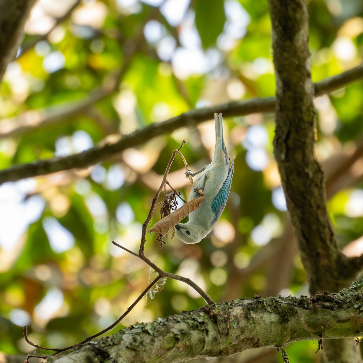 Blue-gray Tanager - ML618739173