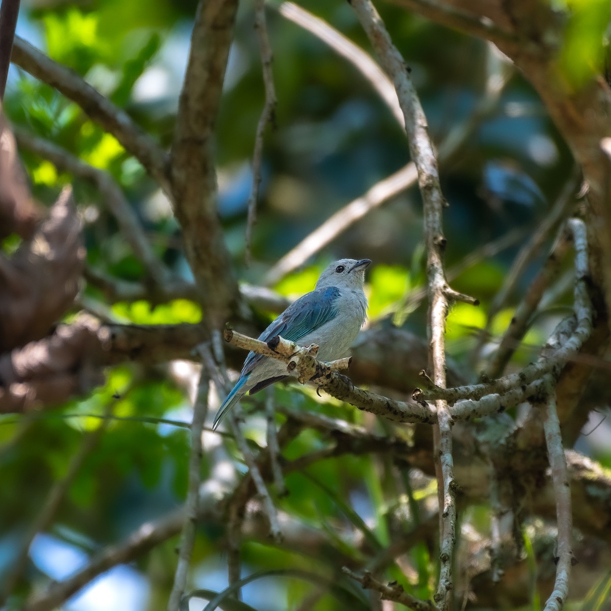 Blue-gray Tanager - Roberto Meneses