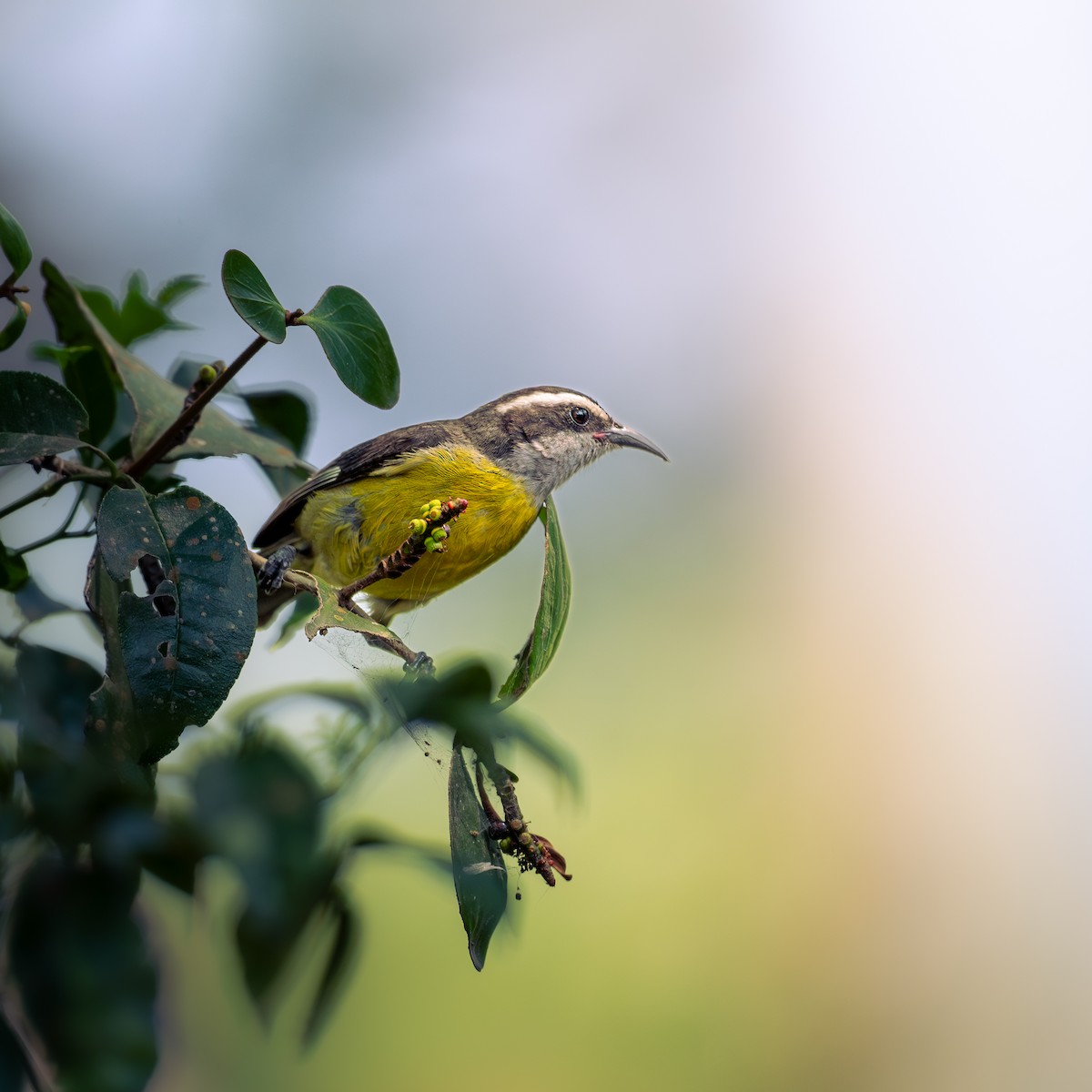 Sucrier à ventre jaune - ML618739182