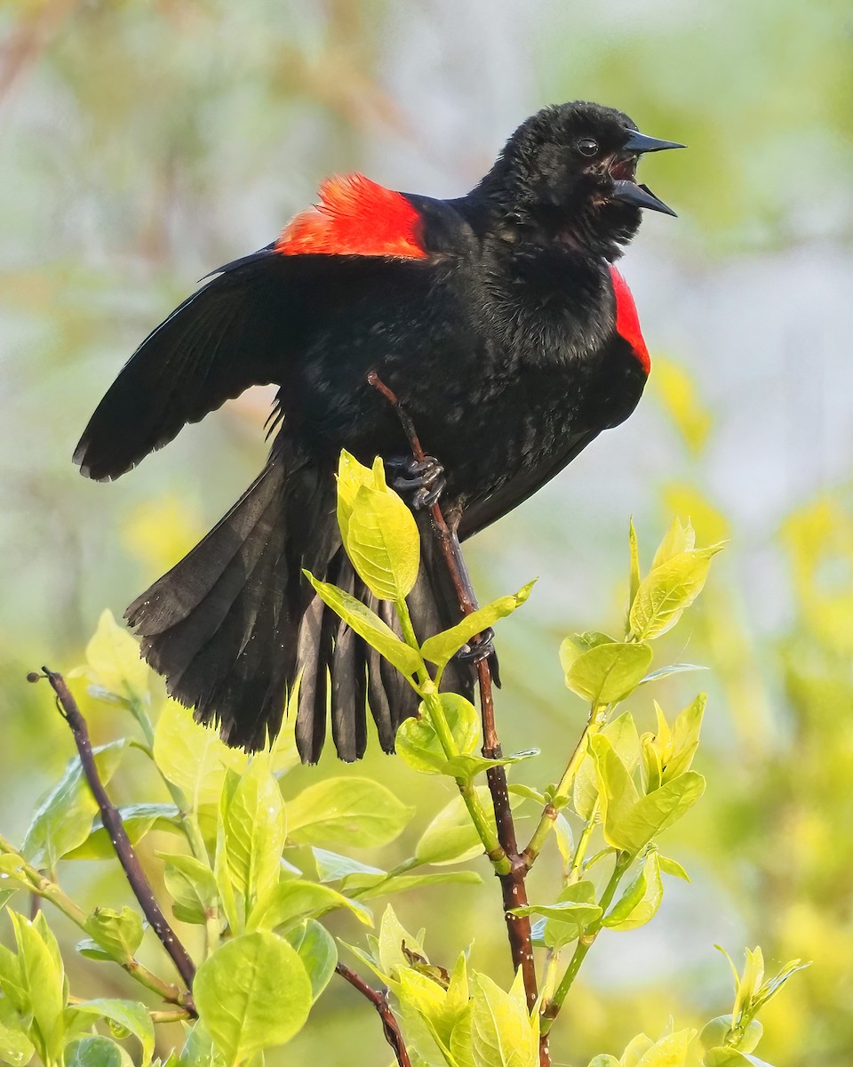Red-winged Blackbird - ML618739200