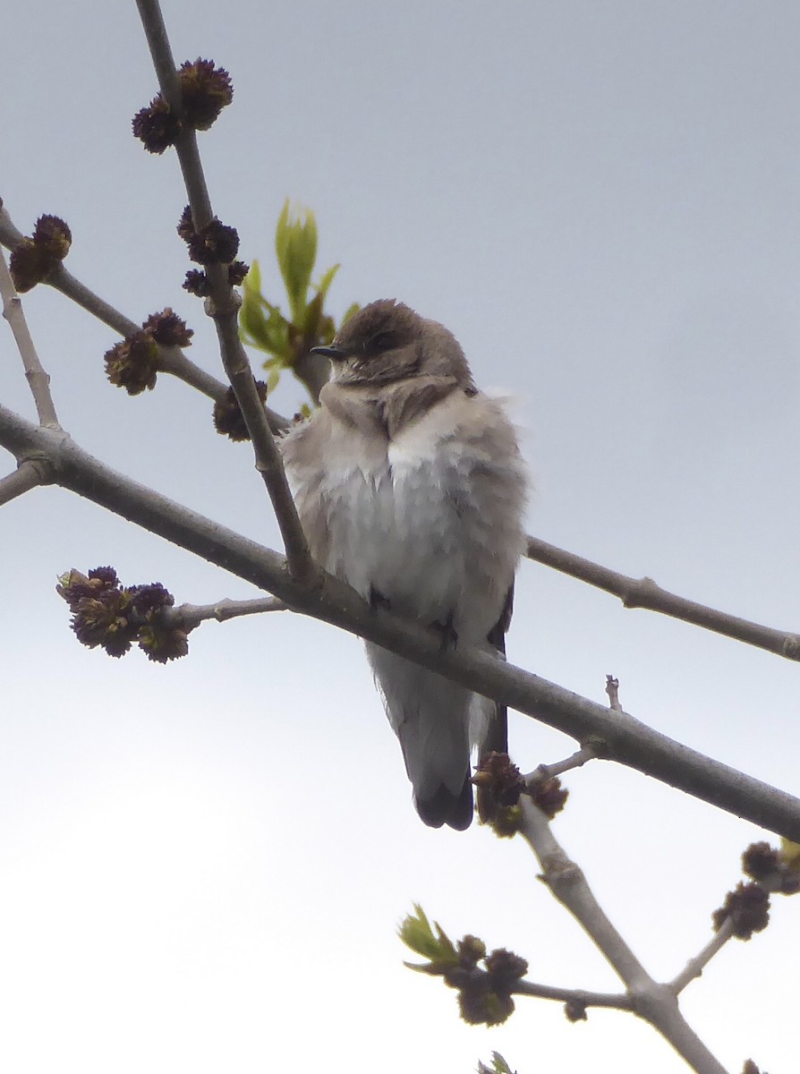 Northern Rough-winged Swallow - Karina Rathmell