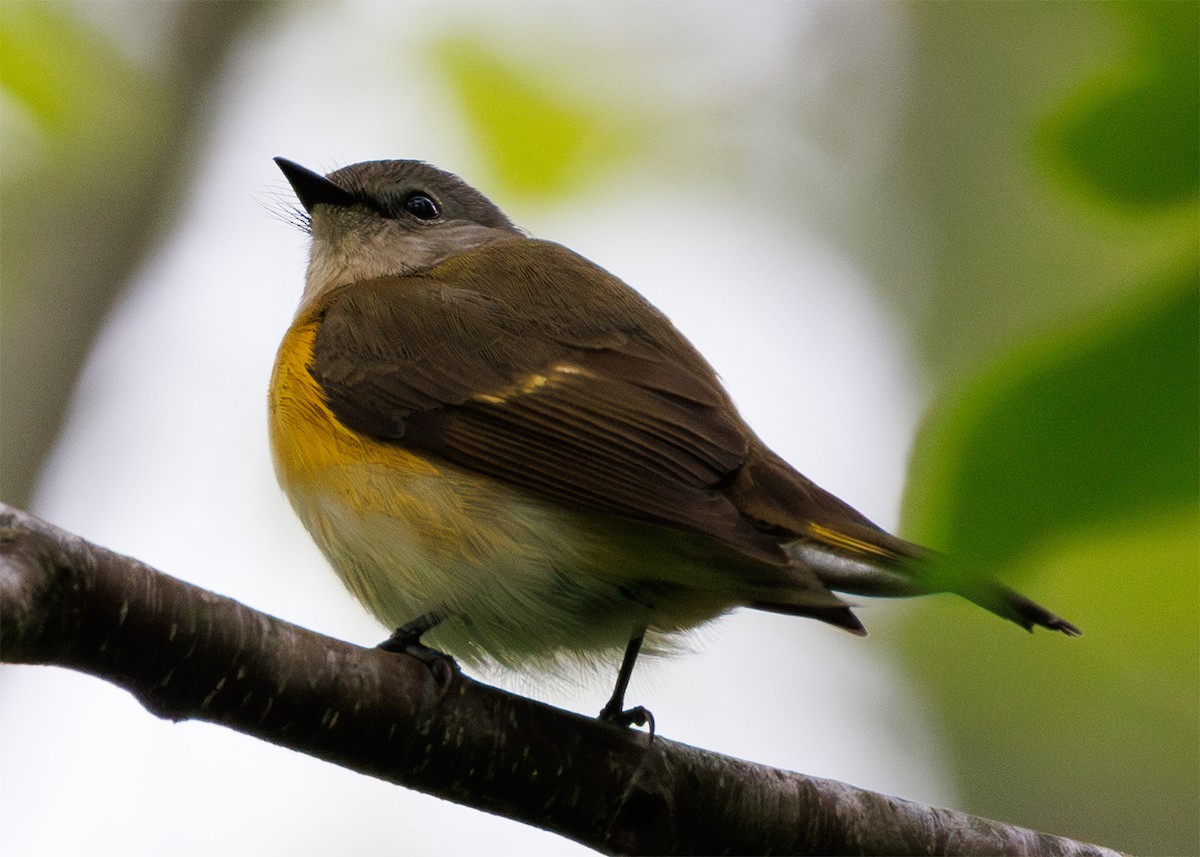 American Redstart - ML618739347