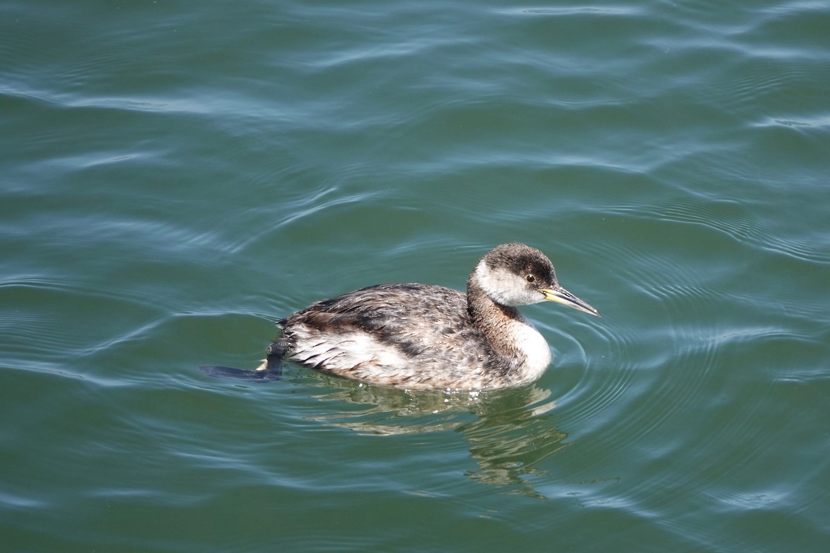 Red-necked Grebe - ML618739391