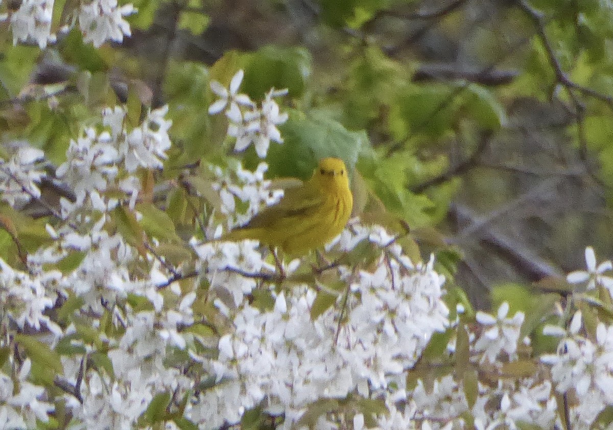 Yellow Warbler - Karina Rathmell