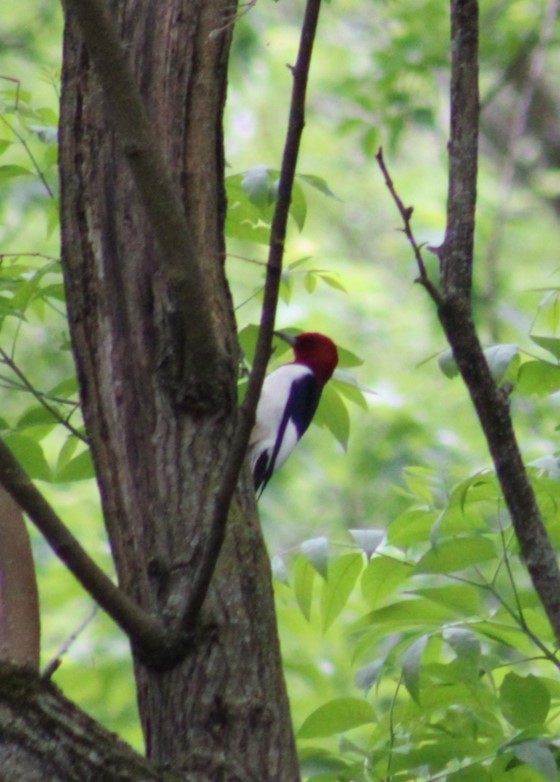 Red-headed Woodpecker - Deborah  Hansen