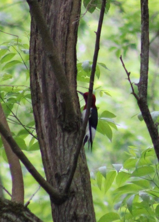 Red-headed Woodpecker - Deborah  Hansen