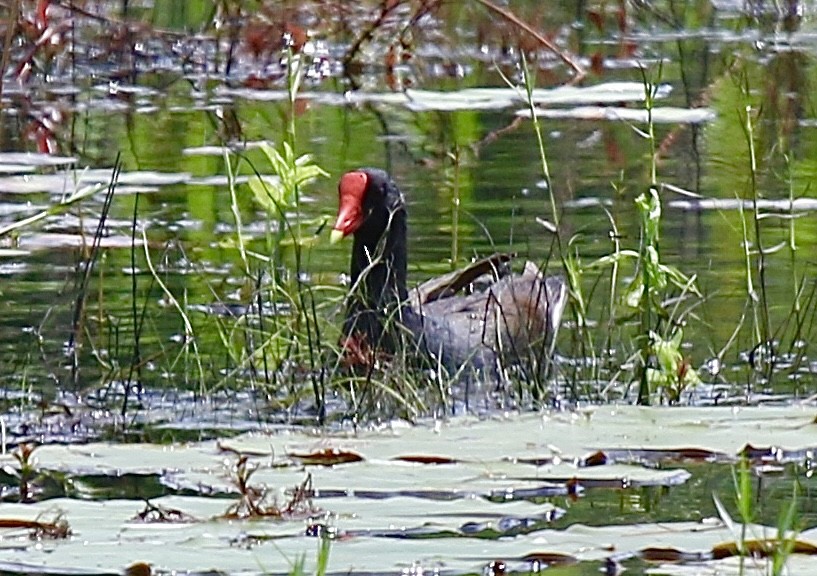 Common Gallinule - ML618739426