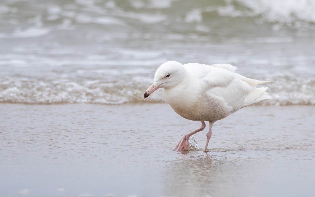 Glaucous Gull - Atlee Hargis