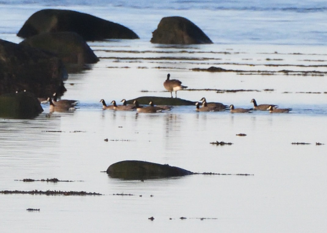 Cackling Goose - Alexandre Terrigeol