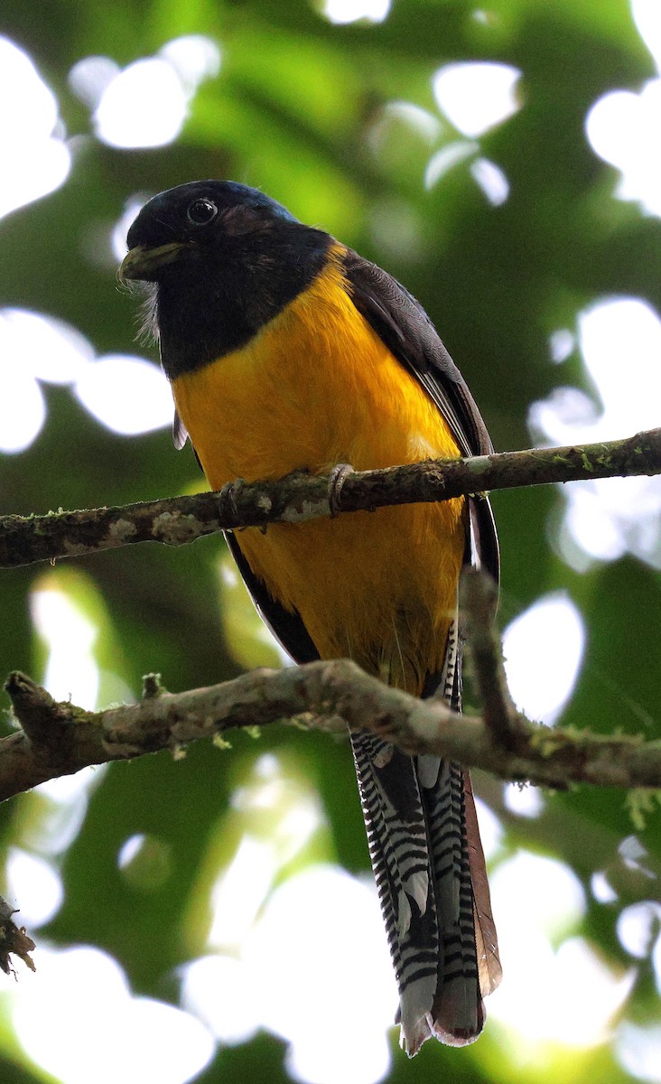 Atlantic Black-throated Trogon - ML618739523