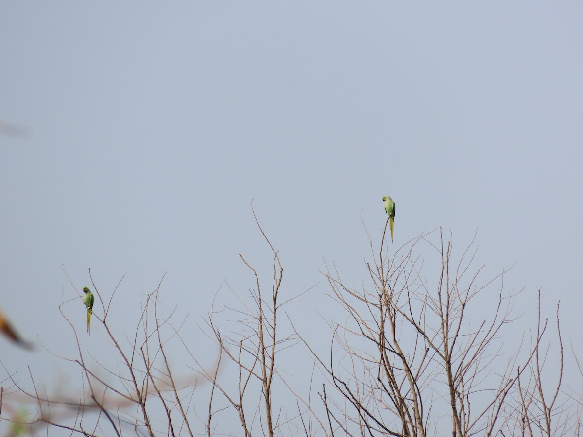 Rose-ringed Parakeet - Shilpa Gadgil