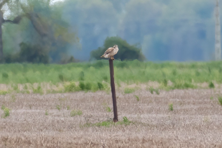 Ferruginous Hawk - Michael Nelson