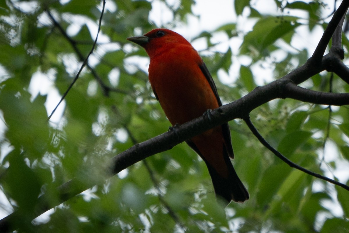 Scarlet Tanager - Ed McGee