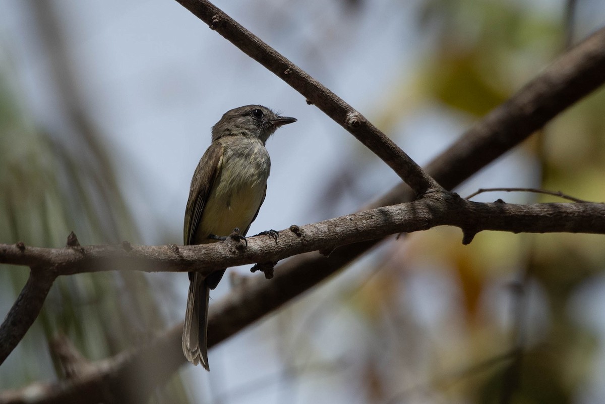 Greenish Elaenia - Andrea Heine