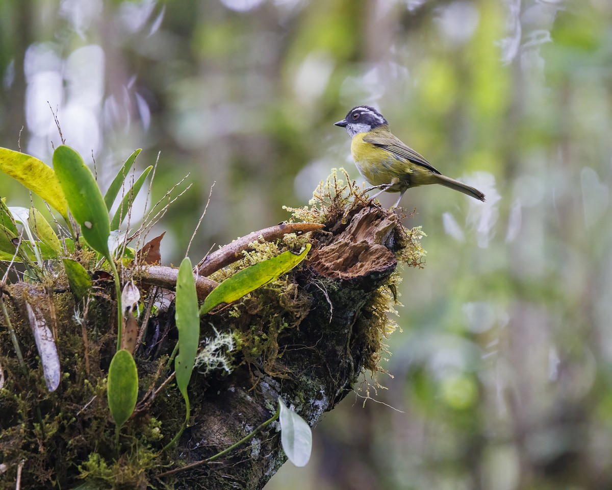 Sooty-capped Chlorospingus - ML618739619