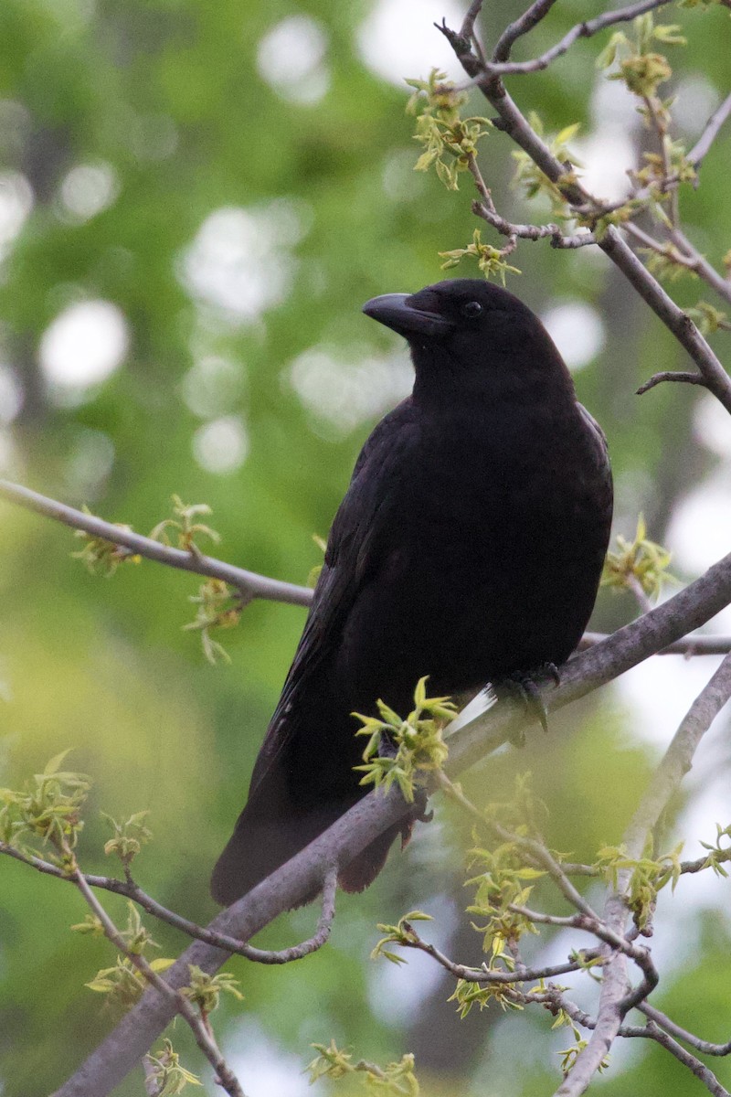 American Crow - ML618739622