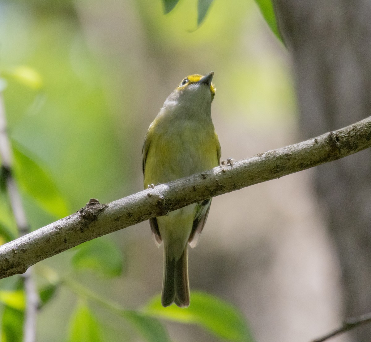 Ak Gözlü Vireo - ML618739626