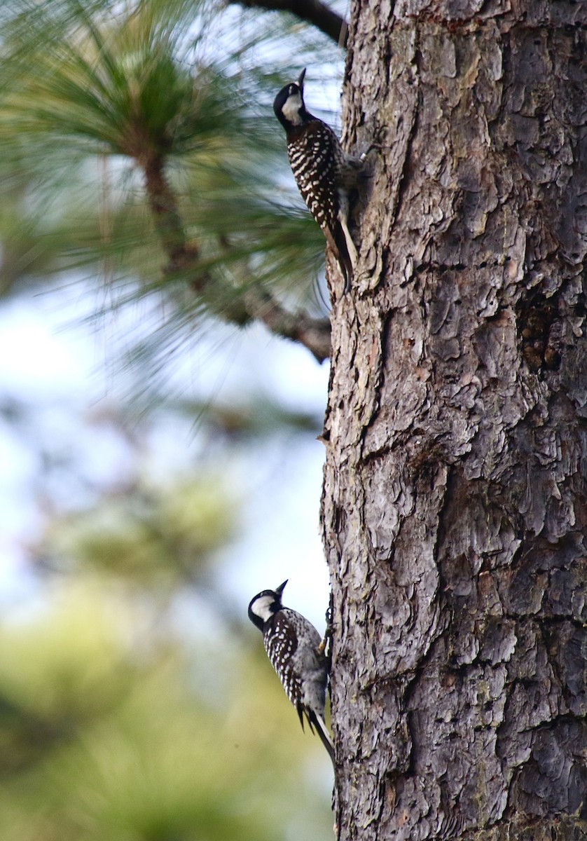 Red-cockaded Woodpecker - ML618739637