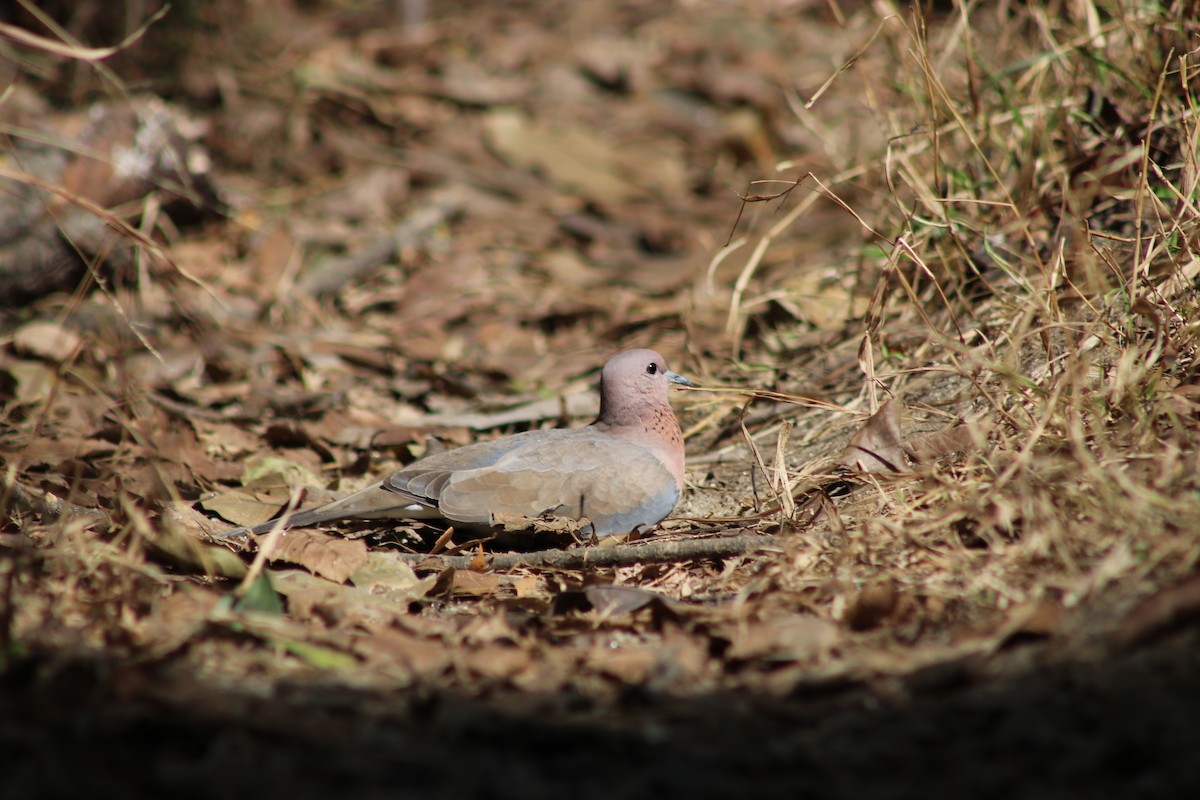 Laughing Dove - ML618739672