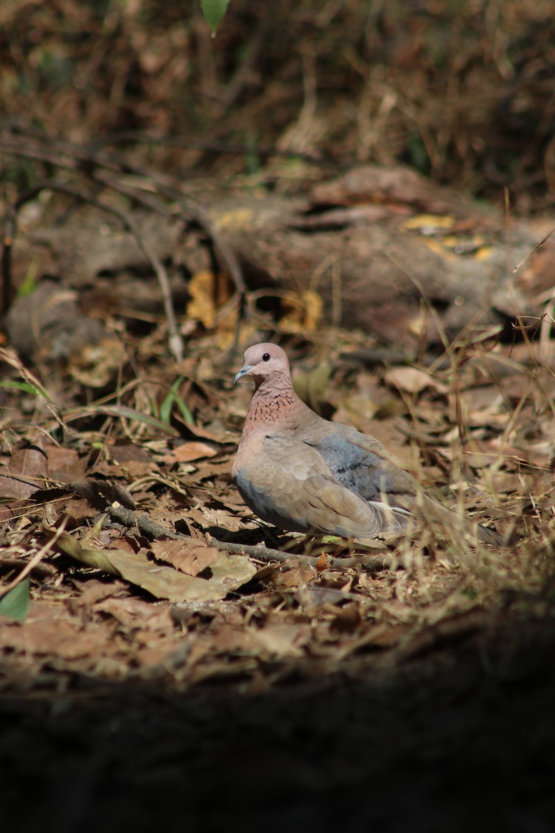 Laughing Dove - ML618739673