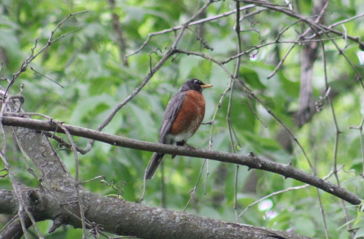 American Robin - ML618739706