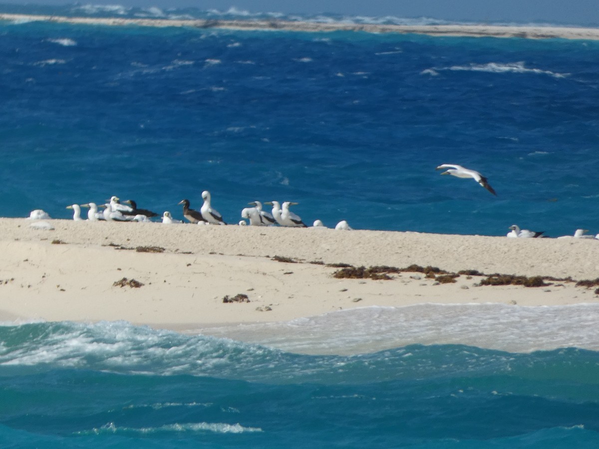 Brown Booby - ML618739721