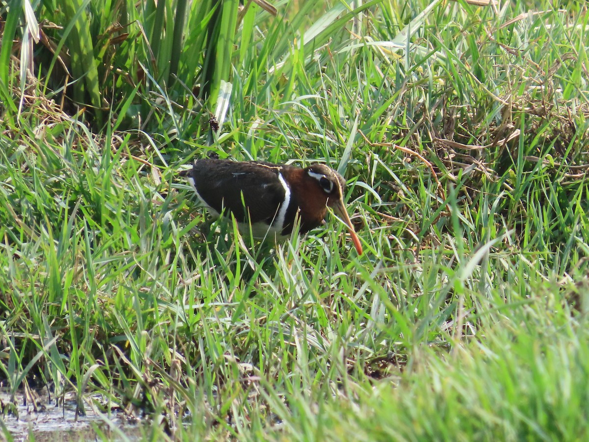 Greater Painted-Snipe - Shilpa Gadgil