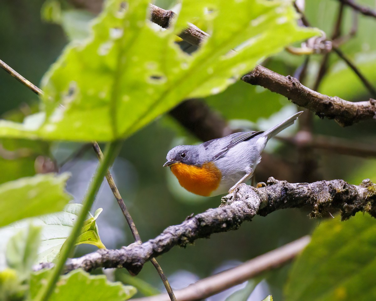 Flame-throated Warbler - ML618739734