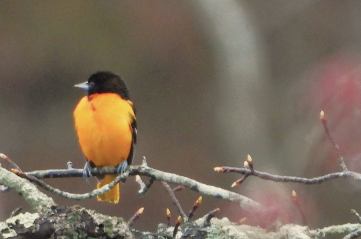 Baltimore Oriole - Philip Kyle