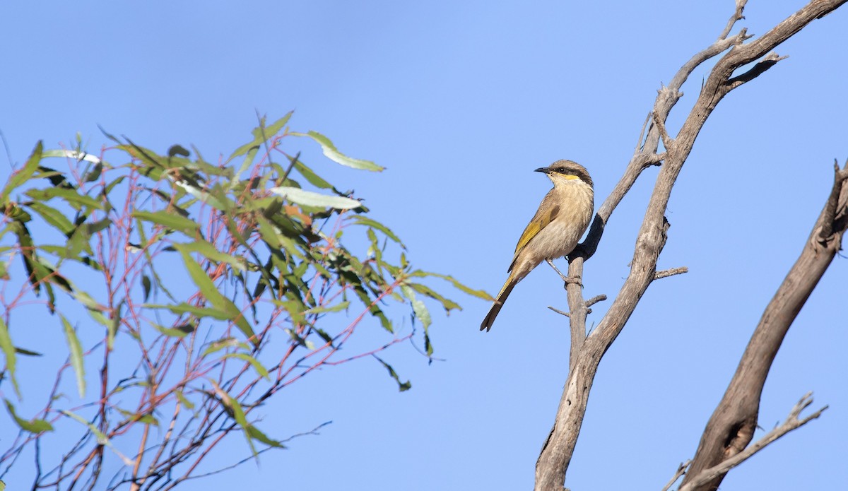 Singing Honeyeater - ML618739741