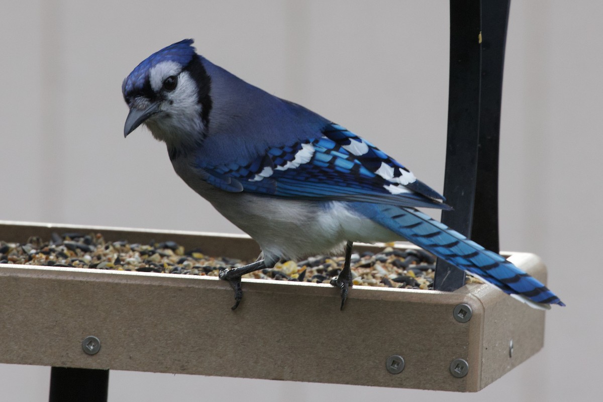 Blue Jay - Mathias & Sharon Mutzl