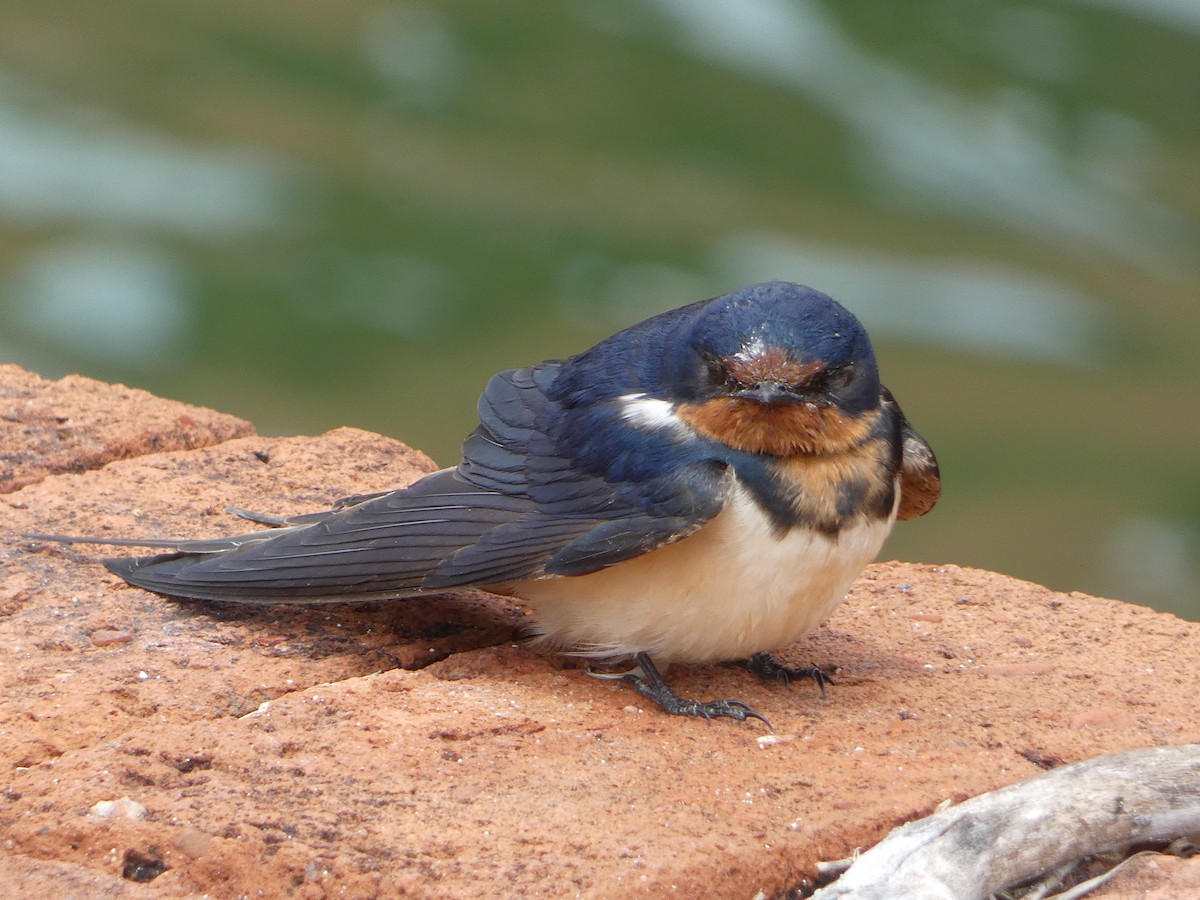 Barn Swallow - ML618739765