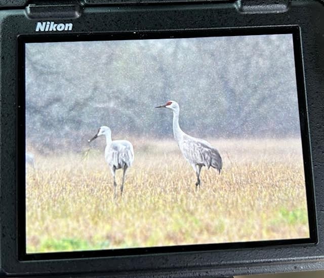 Grulla Canadiense - ML618739806