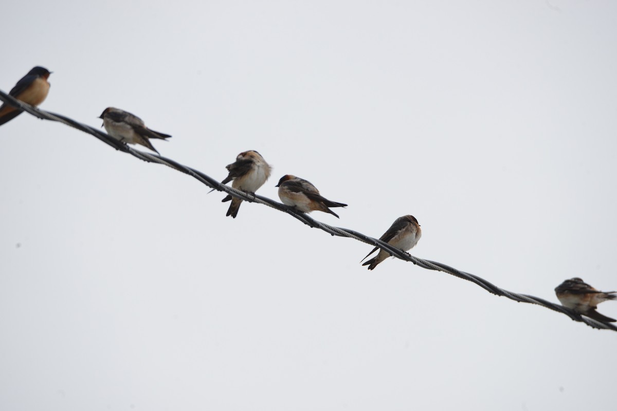 Cliff Swallow - Victor Webber